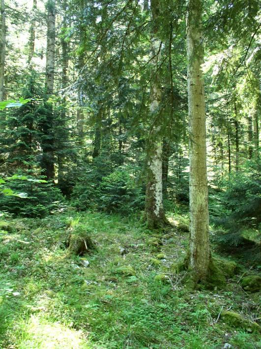 Hospodářský plán se vyhotovuje na dobu 20 let. Dle schváleného plánu musí hospodařit státní, obecní a soukromé lesy nad 25 ha.
