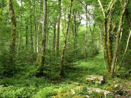 Čtvrtek 23.6.2005 dopoledne Znovu odjíždíme z ubytovny v městě Besançon v 7.30 hod do oblasti první plošiny (450 700 m n.m.) do městečka Monts de Vaux. Průvodcem na celé dopoledne nám byl p.