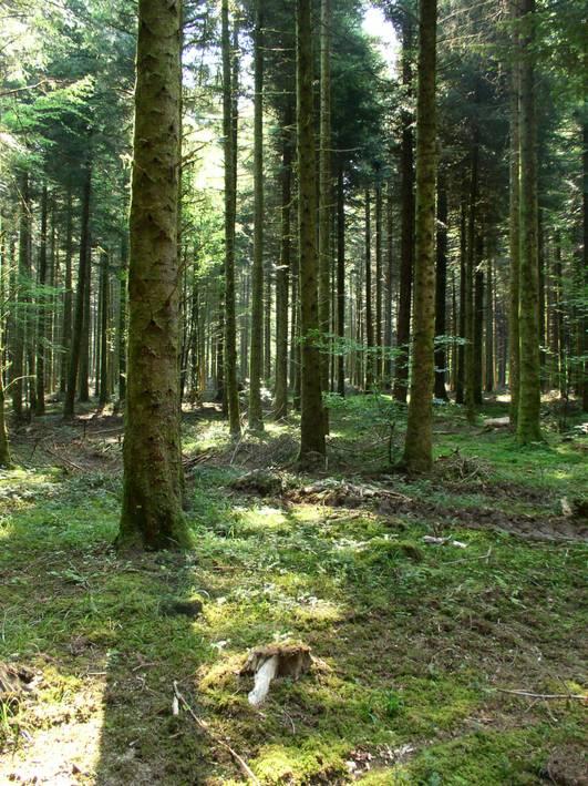 na přeměnu. Kvalita původního mateřského porostu byla špatná. S domýtnou sečí se počítá v roce 2010.