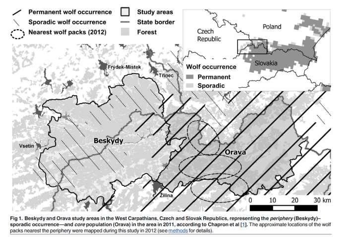 Vlk obecný v Západních Karpatech V západním Slovensku obnova populace od 80.let 20.