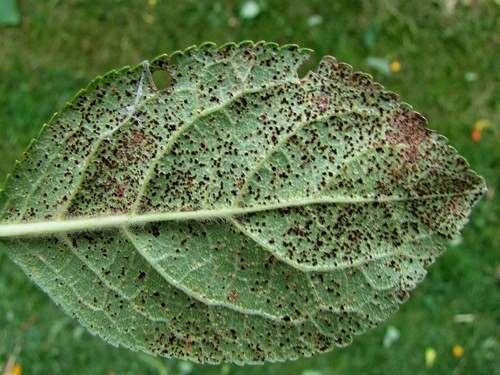 pruni-spinosae Ochrana: likvidace opadlých