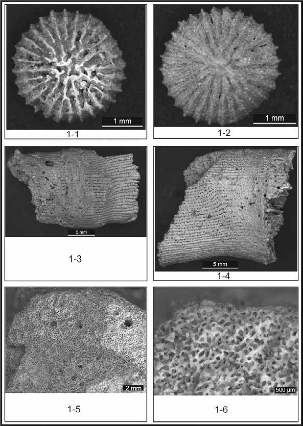 Obr. 1. (Borač-Podolí, foto: autorka Lucie Kleprlíková) 1-1 Peponocyathus duncani (pohled ze shora), 1-2 P. duncani (pohled zespoda), 1-3, 1-4 Balanophyllia sp., 1-5 Porites vindobonarum prima, 1-6 P.