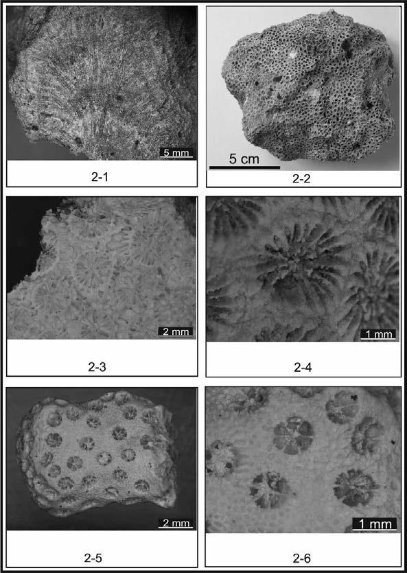 Obr. 2. (Borač-Podolí, foto: autorka Lucie Kleprlíková) 2-1 Porites vindobonarum prima (podélný řez), 2-2 Tarbellastraea reussiana, 2-3 T. reussiana (detail v příčném řezu), 2-4 Montastraea sp.