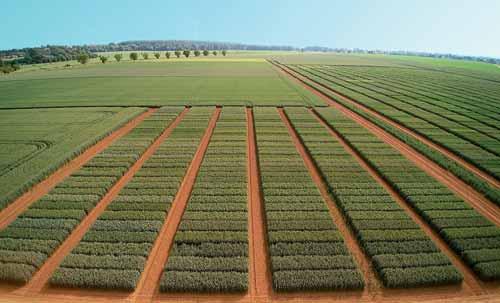 Agrotechnické pokusy Úhřetice Morforegulace porostu I s ohledem k rodičům odrůdy, kteří jsou oba na střední úrovni odolnosti poléhání,