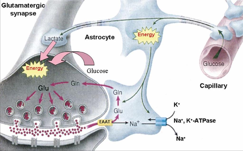 M a r t i n V a l n ý 19 induces activity-dependent metabolic support of neurons known as neuronal-glial lactate shuttle.