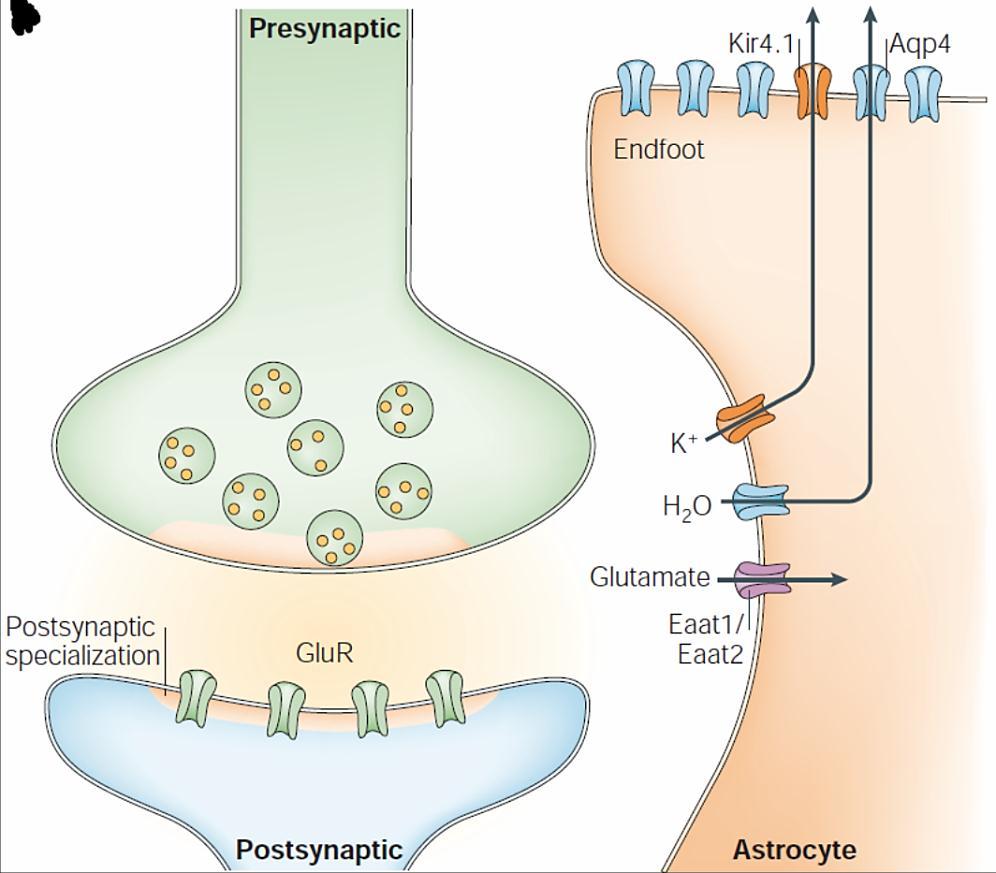 M a r t i n V a l n ý 21 Figure 4. Scheme demonstrating astroglial homeostatic function.