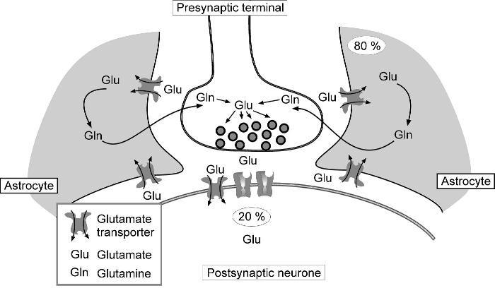 M a r t i n V a l n ý 22 to presynaptic terminals. After entering astroglial processes, glutamate is converted into glutamine by specific astroglial enzyme glutamine synthase.