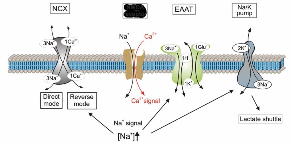 M a r t i n V a l n ý 30 glycolysis. Lactate is then released from astrocytes and taken up by neurons where it is used as an energy substrate for active synapses (Lalo et al., 2011b).