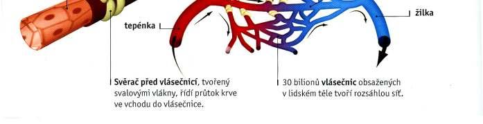 Stavba Stěny tvoří vrstva endotelových buněk pokrytých bazální membránou.