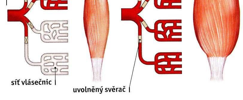 Proudění krve v síti vlásečnic (kapilár) záleží na tom, jak tkáň potřebuje kyslík.