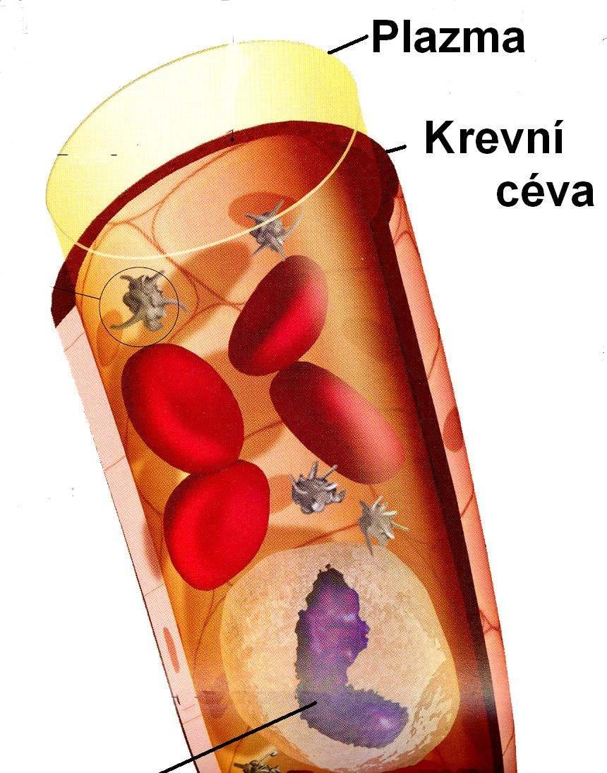 Složení krve Plazma 54% Obsahuje 91% vody, nese