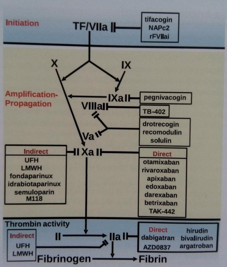 Obr. 18: Cíle jednotlivých antikoagulancií (Indrák 2014). 4.3.1 Heparin Jedná se o přirozený mukopolysacharid a řadí se do skupiny glykosaminoglykanů.