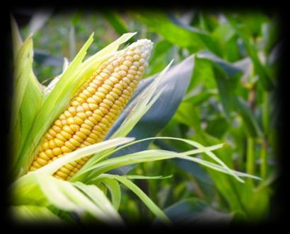 271 NAŠIM ZÁKAZNÍKŮM EXKLUZIVNĚ NABÍZÍME: - výkonné hybridy kukuřice pro siláž i zrno ověřené ve vlastním provozu -
