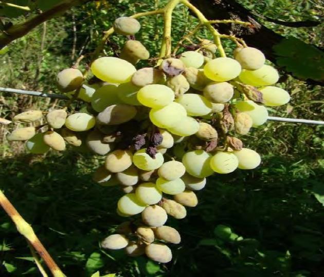 - V polovině období (středa) budou podle předpovědi dešťové srážky, které mohou vytvořit vhodné podmínky pro další sekundární infekce.