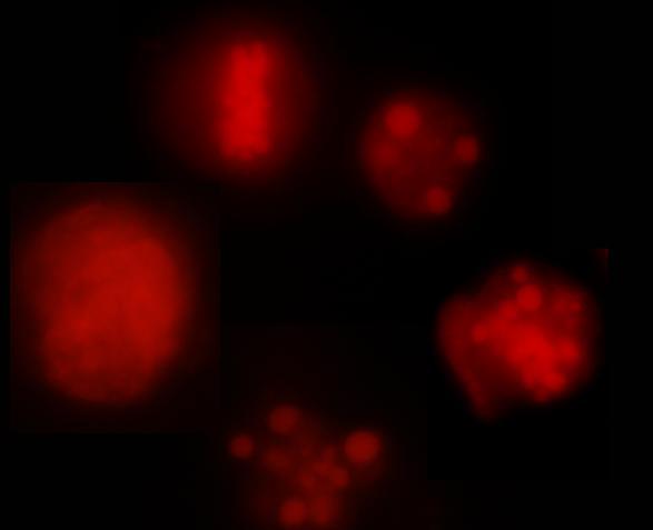Šipky ukazují na apoptotické buňky. Fotografie ukazují typický výsledek. Obr.