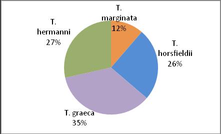 kleinmanni (0,4 %) a 3 464 jedinců T. marginata (0,3 %). Při porovnání těchto dvou grafů si můžeme všimnout, že v ČR 2x převažuje vývoz u T.