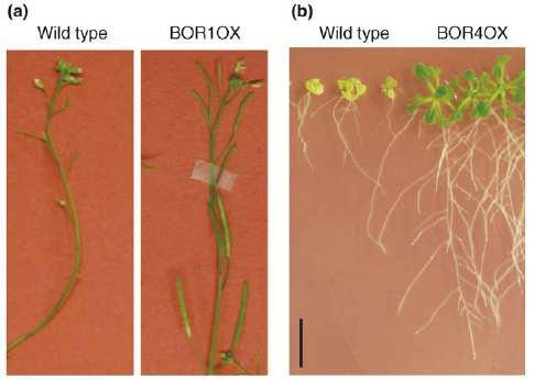 BOR1OX mutant overexprimující BOR1 - pozitivní efekt na fertilitu v podmínkách deficinece B