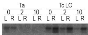 ZIP rodina = ZRT, IRT-like proteins Studium hyperakumulátorů zinku: gen ZNT1 (zinc transporter) mezidruhové