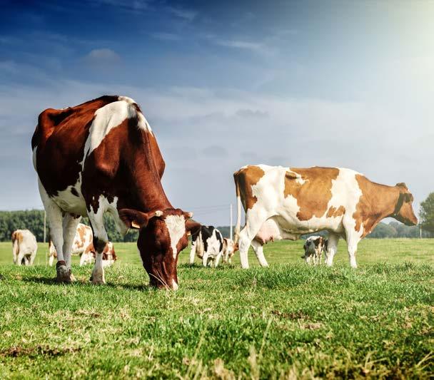 TÉMA: DOBRÉ ŽIVOTNÍ PODMÍNKY ZVÍŘAT Zdroj: symbiot/shutterstock.