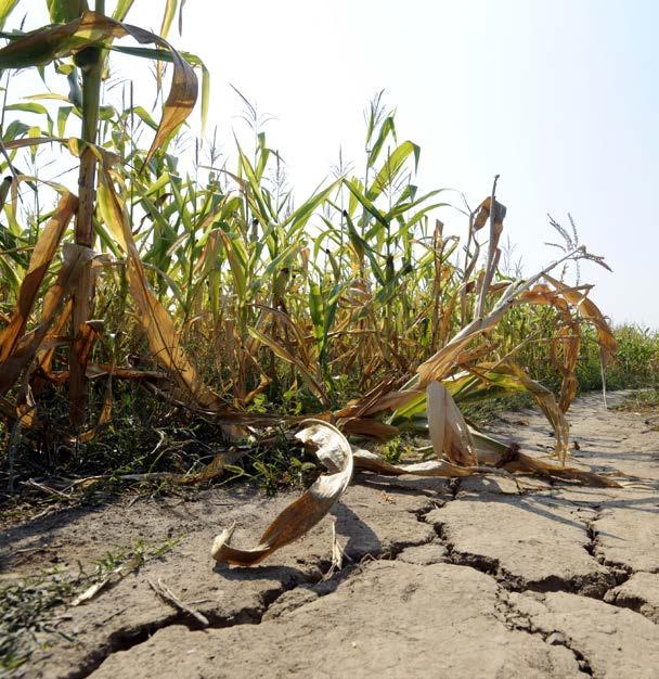 TÉMA: PŮDA A ZÁSOBY UHLÍKU www.eagri.cz, Státního zemědělského intervenčního fondu www.szif.cz nebo Výzkumného ústavu meliorací a ochrany půdy www.vumop.cz. Na Portálu farmáře eagri naleznete příručku a další dokumenty, které metodicky vysvětlují nové podmínky pro DZES 5 ve znění platném od 1.