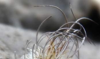Turbinicarpus