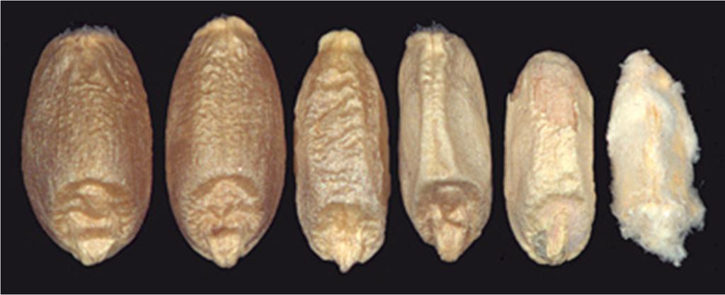 Fusarium spp.