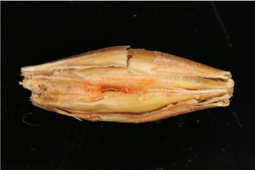 Fusarium