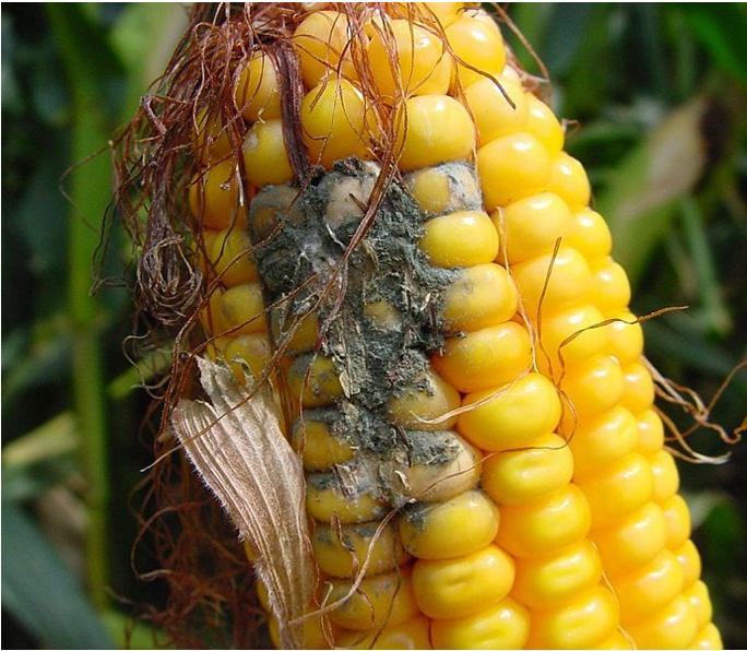 Aflatoxiny v kukuřici Aspergillus ear rot, žlutozelená hniloba obilek