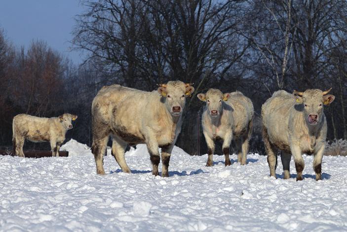 Plemeno charolais, chovatel Jan