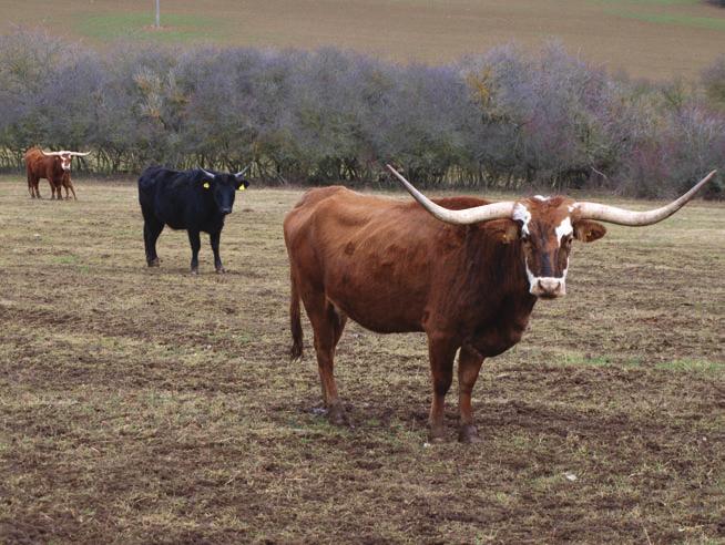 Plemeno longhorn, chovatel Pavel Mališ. Foto Pavla Vydrová.