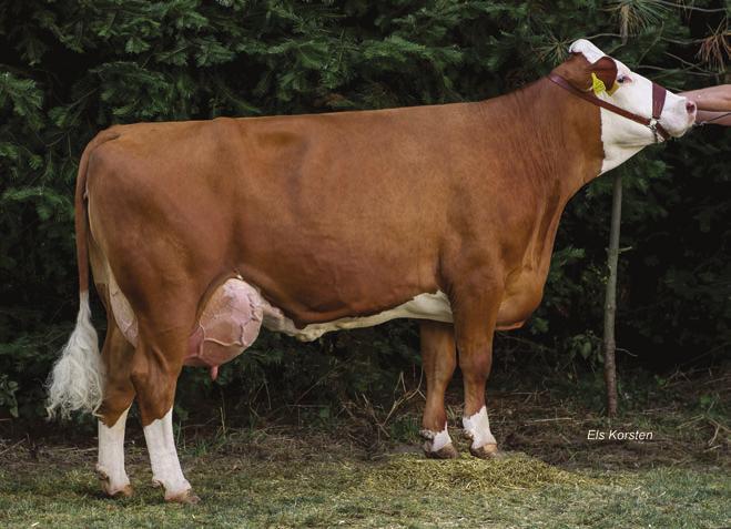 Kráva číslo CZ 499232 961. Foto Svaz chovatelů českého st
