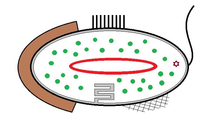 Cytologie prokaryotní buňky 1) Buněčná stěna 2) Cytoplazmatická membrána 3) Mesozom 4) Jaderný aparát 5) Ribozomy 6)