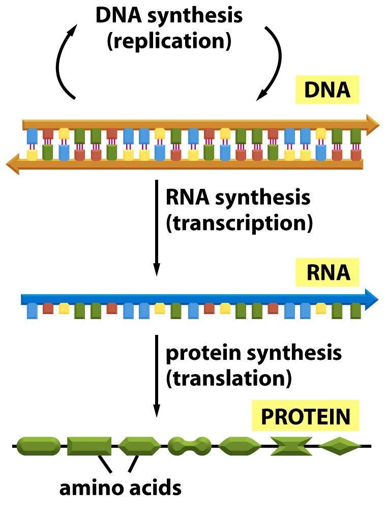 o Přepis částí DNA do mediátoru RNA, transkripce o