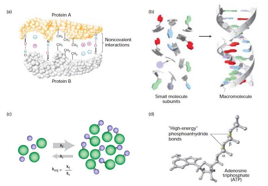 Chemistry of life: key concepts Molecular complementarity