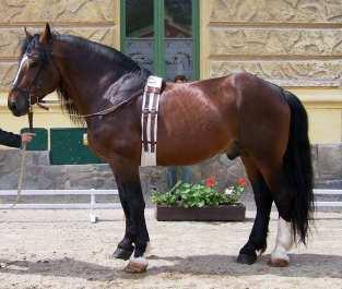 Řád plemenné knihy N (2008) dále popisuje, že norik je pracovitý a dobře ovladatelný kůň přiměřeného temperamentu, dobrého charakteru, dobře živitelný, pohyblivý, se středně prostornými chody.