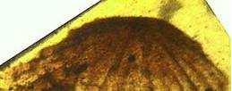 paleoekosystémech (larva majkovitého