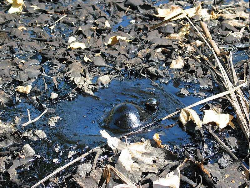 Fosilie v asfaltu Přírodní asfaltová jezírka (ropa +