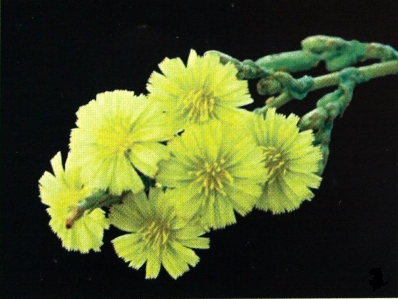 Obrázek 4. Květ druhu L. serriola (Lebeda et al., 2007) Nažky mají chmýr (pappus), který se skládá ze dvou nebo tří svislých řad buněk.