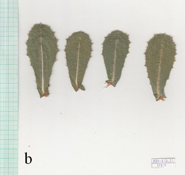 Jedna rostlina ze vzorku 380-2 () měla dělený list (obrázek 24a).