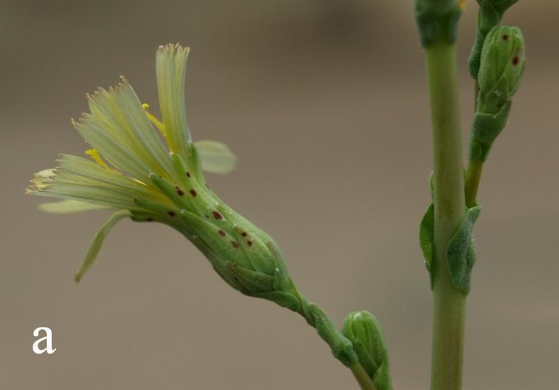 Populace Lactuca spp. Obrázek 43. Umístění antokyanu na zákrovních listenech: a v tečkách u druhu L. serriola vzorku 377-8, b na vrcholu zákrovních listenů u druhu L. saligna vzorku 369-4.