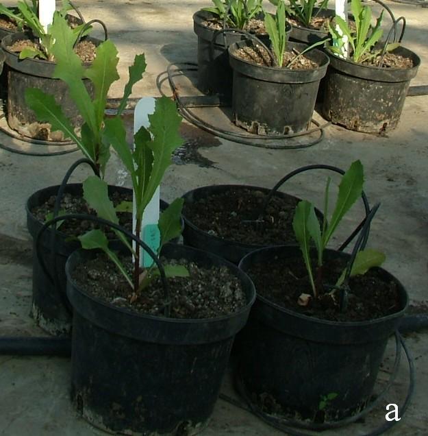 Populace Lactuca spp. Obrázek 55. Vybíhání rostlin druhu L. serriola: a vzorek 377-5, b vzorek 377-2 Začátek vybíhání byl zaznamenán konkrétním datem pro každou rostlinu.