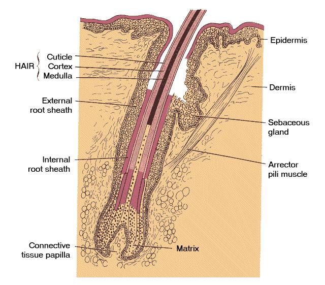 Scapus a radix pili Medulla Cortex Cuticula pili Folliculus pili Vnitřní epitelová pochva Cuticula vaginalis Huxleyova vrstva Henleova vrstva Zevní epitelová pochva