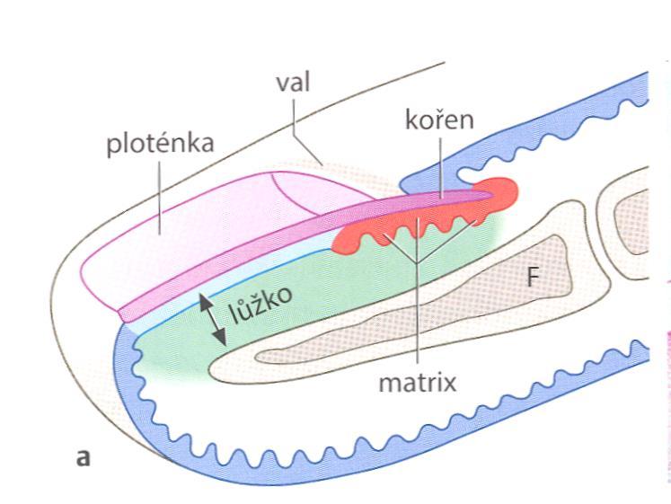 Nehet nehtová ploténka odpovídá stratum corneum (zrohovatělé