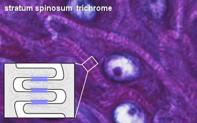 Kůže jako bariéra Desmosomy, hemidesmosomy Intermediární