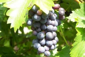 plody hroznové víno nevýrazné květenství plody jedlé