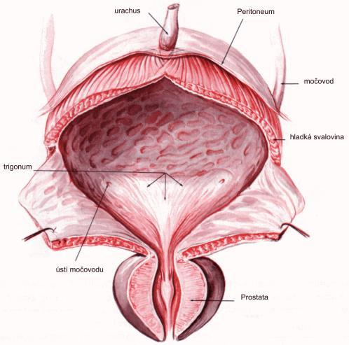 3. TEORETICKÁ ČÁST 3.1 Anatomie a fyziologická funkce močového měchýře 3.1.1. Anatomie močového měchýře Močový měchýř (MM) (Obr. 1) je dutý svalový orgán uložený v malé pánvi.