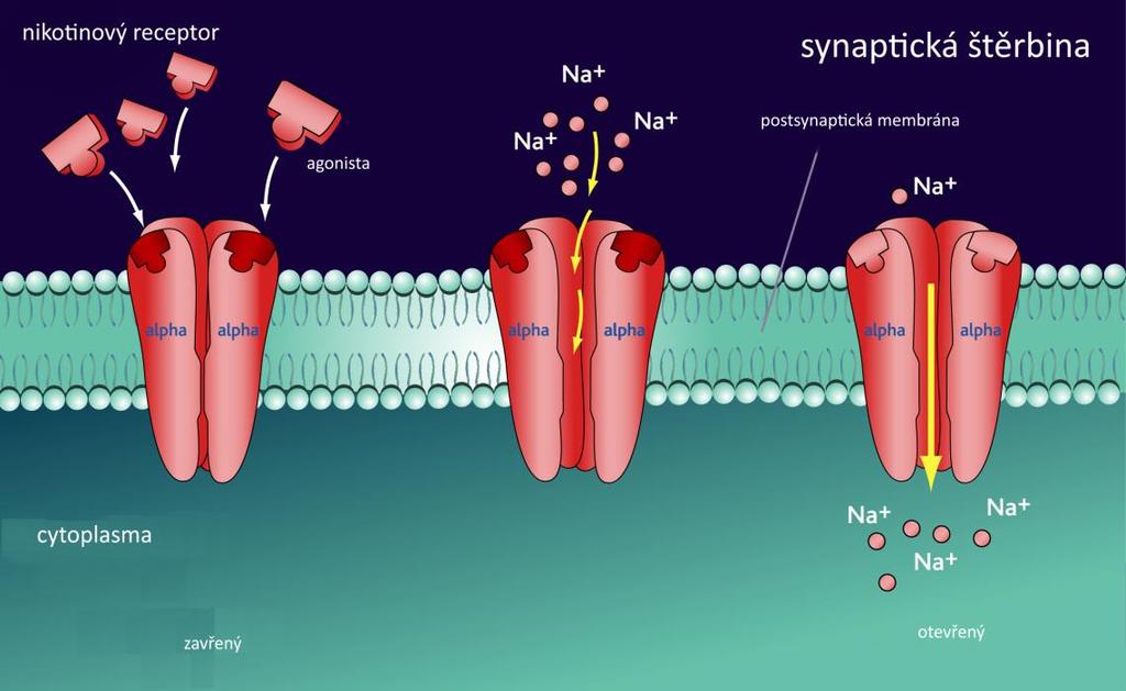 ACh může aktivovat nachr i na presynaptických neuronech. V tomto případě dochází opět přes kationty vápníků k uvolnění dalšího ACh ze synaptické štěrbiny. Obrázek č.