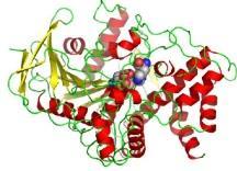 3.3.2 Acetylcholinesterasa Ukončení cholinergní transmise zajišťuje enzym ze skupiny serinových hydrolas acetylcholinesterasa (AChE). Monomer AChE (G1) má molekulovou hmotnost okolo 60000.