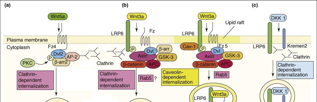 endocytóza receptoru LRP6 a jeho dočasné odstranění z membrány pomocí proteinů Dkk1 a Kremen může v některých tkáních významně přispívat k inhibici Wnt signalizace. Obr.