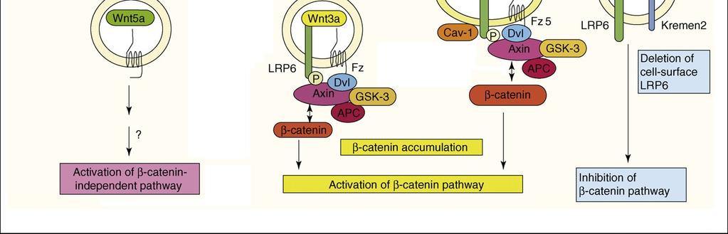 (b) Aktivace kanonické Wnt/β-kateninové signalizace pomocí klatrinové či kaveolární endocytózy. (c) Inhibice Wnt/β-kateninové signalizace pomocí klatrinové endocytózy spuštěné proteiny Dkk1 a Kremen.